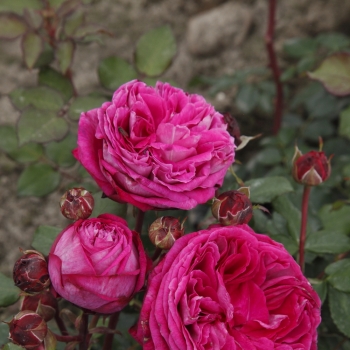 Rosa - hybride - Baronne Caroline® - KORbevmahe